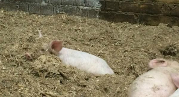 Druhy a pravidla použití steliv pro prasata